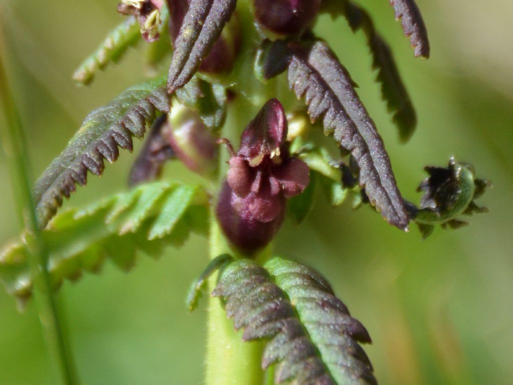 Pedicularis recutita